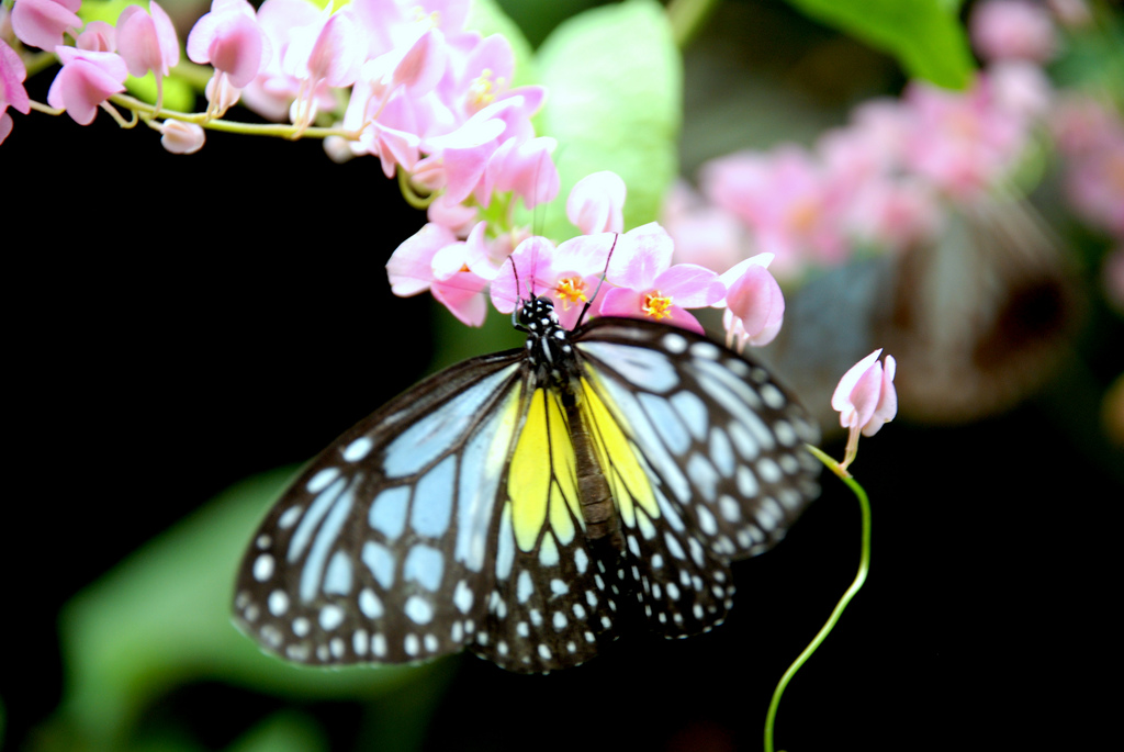 Butterfly Park Kuala Lumpur, Malaysia - Travel Guide